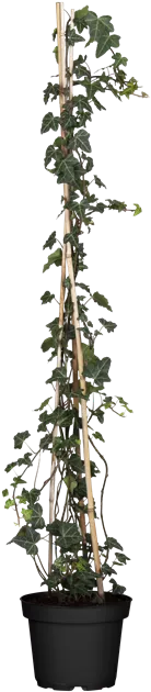 Hedera helix 'Woerner'
