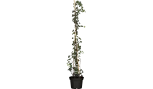 spalierbaum eibe Taxus baccata Spalierbaum main image 1