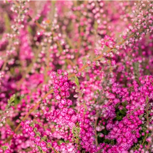 Calluna vulgaris 'Allegro' Calluna vulgaris 'Allegro'