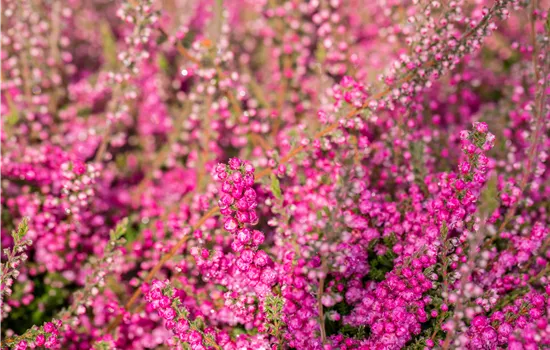 Calluna vulgaris 'Allegro'