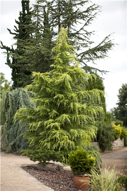 Cedrus deodara