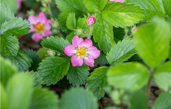 Fragaria vesca 'Alexandria' Fragaria vesca 'Alexandria'