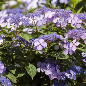 Hydrangea m. 'Bodensee' Hydrangea m. 'Bodensee'