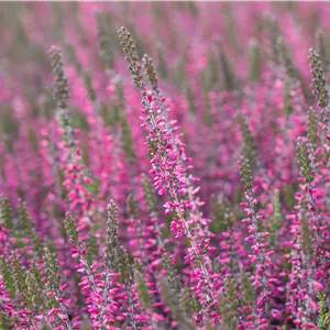 Calluna vulgaris 'Amethyst' Calluna vulgaris 'Amethyst'