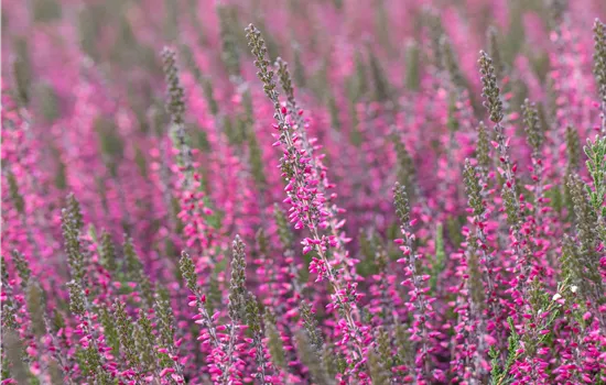 Calluna vulgaris 'Amethyst'