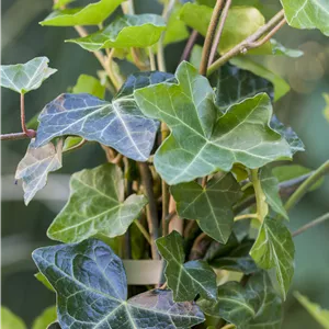 Hedera helix hibernica Hedera helix hibernica