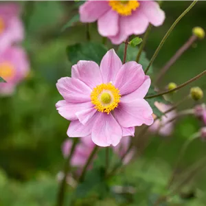 Anemone hupehensis 'Ouvertüre' Anemone hupehensis 'Ouvertüre'