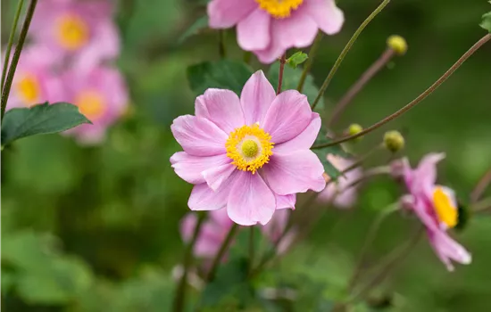 Anemone hupehensis 'Ouvertüre'