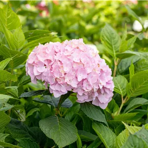 Hydrangea m. 'Bouquet Rose' Hydrangea m. 'Bouquet Rose'