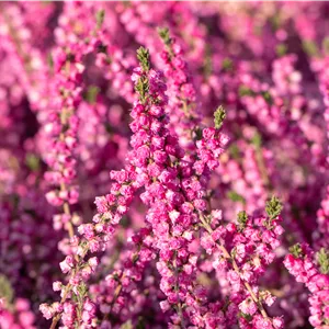 Calluna vulgaris 'Red Star'