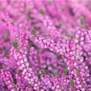 Calluna vulgaris 'Annemarie'