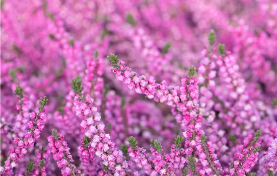 Calluna vulgaris 'Annemarie'