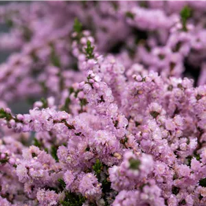 Calluna vulgaris 'Annemarie' Calluna vulgaris 'Annemarie'