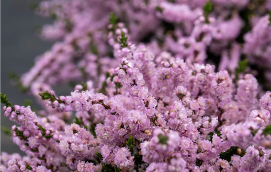 Calluna vulgaris 'Annemarie' Calluna vulgaris 'Annemarie'