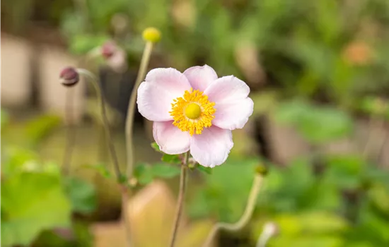 Anemone hupehensis 'September Charm' Anemone hupehensis 'September Charm'