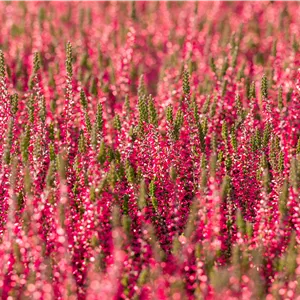 Calluna vulgaris 'Aphrodite' -S- Calluna vulgaris 'Aphrodite' -S-