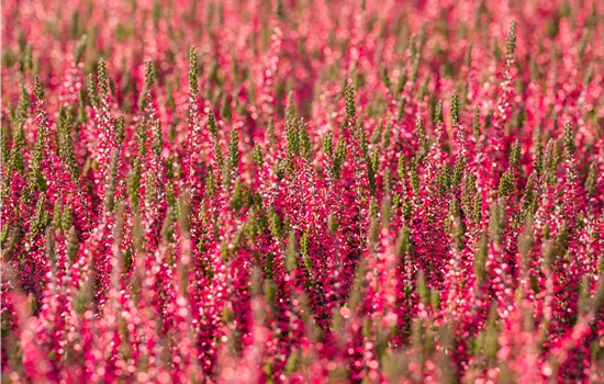 Calluna vulgaris 'Aphrodite' -S-