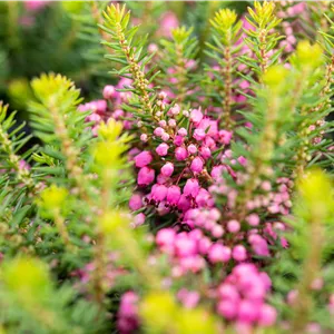 Erica vagans 'Mrs.D.F.Maxwell'