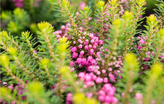 Erica vagans 'Mrs. D. F. Maxwell'