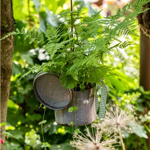 Athyrium filix-femina