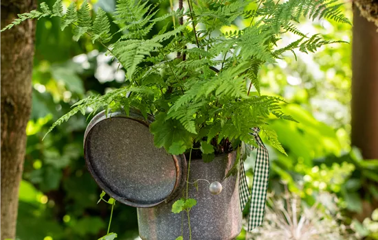Athyrium filix-femina
