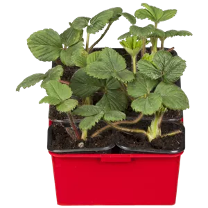Fragaria x ananassa 'Mieze Schindler' CAC