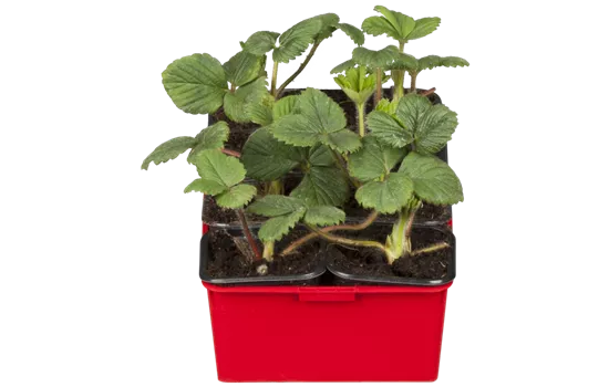 Fragaria x ananassa 'Mieze Schindler'