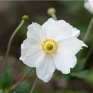 Anemone japonica 'Honorine Jobert' Anemone japonica 'Honorine Jobert'