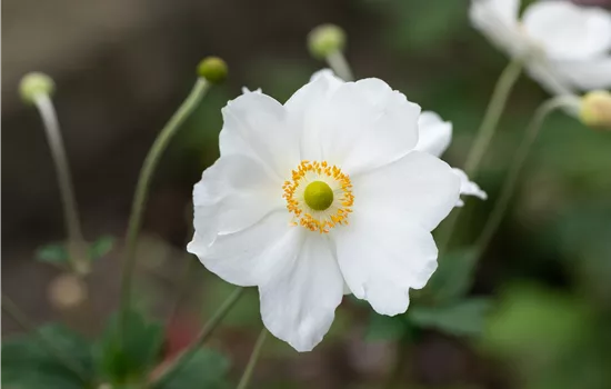 Anemone japonica 'Honorine Jobert' Anemone japonica 'Honorine Jobert'
