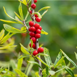 Daphne mezereum 'Rubra Select' Daphne mezereum 'Rubra Select'