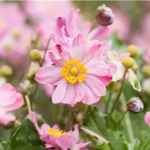 Anemone japonica 'Königin Charlotte' Anemone japonica 'Königin Charlotte'