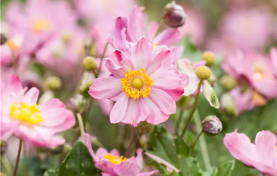 Anemone japonica 'Königin Charlotte' Anemone japonica 'Königin Charlotte'