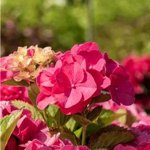 Hydrangea m. 'Sibilla' Hydrangea m. 'Sibilla'