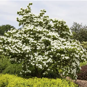 Cornus florida