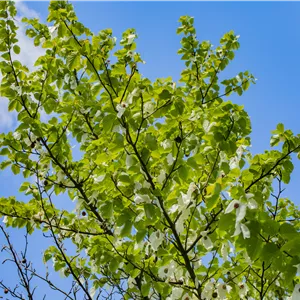 Davidia involucrata vilmoriniana