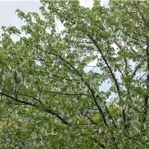 Davidia involucrata vilmoriniana