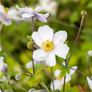 Anemone japonica 'Whirlwind' Anemone japonica 'Whirlwind'