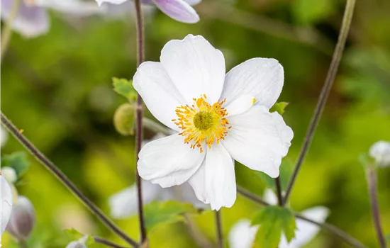 Anemone japonica 'Whirlwind' Anemone japonica 'Whirlwind'
