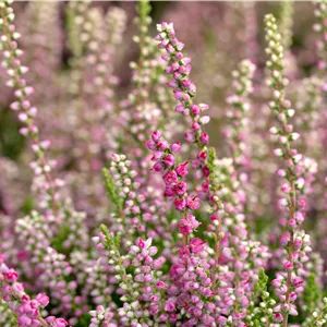 Calluna vulgaris 'Dark Star'