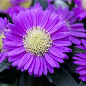 Astern – Die Stars in Ihrem Garten Astern – Die Stars in Ihrem Garten