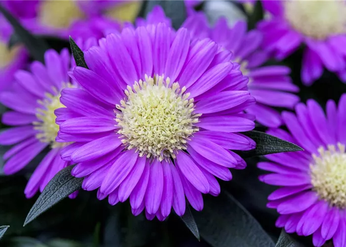 Asters – The Stars of Your Garden