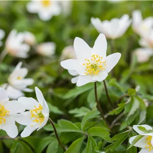 Anemone nemorosa
