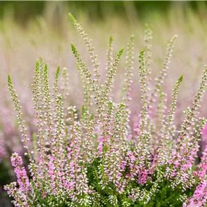 Calluna vulgaris 'Darkness'
