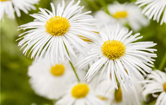 Erigeron x cult.'Sommerneuschnee'