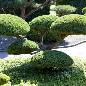 Juniperus media 'Hetzii' Juniperus media 'Hetzii'