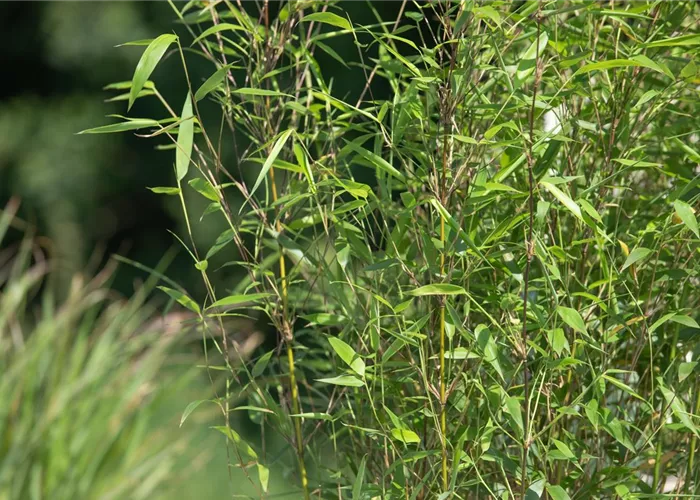 Bamboo – the exotic all-rounder in the garden.