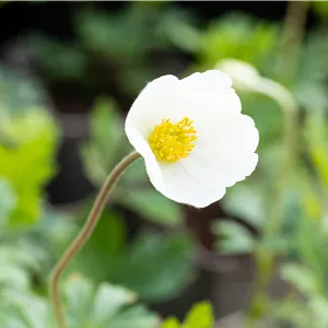 Anemone sylvestris Anemone sylvestris