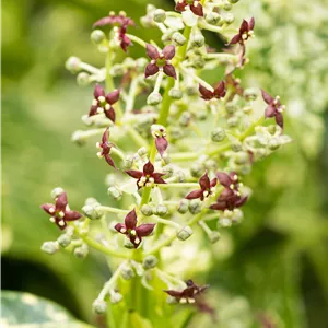 Aucuba japonica 'Crotonifolia' Aucuba japonica 'Crotonifolia'