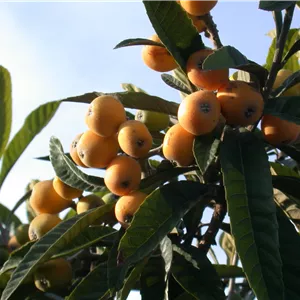 Eriobotrya japonica Eriobotrya japonica