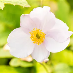 Anemone tomentosa 'Robustissima' Anemone tomentosa 'Robustissima'